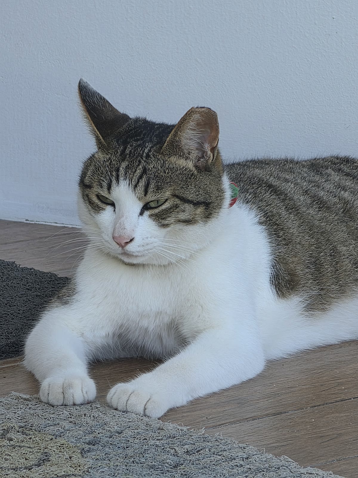 올망 애월 고양이