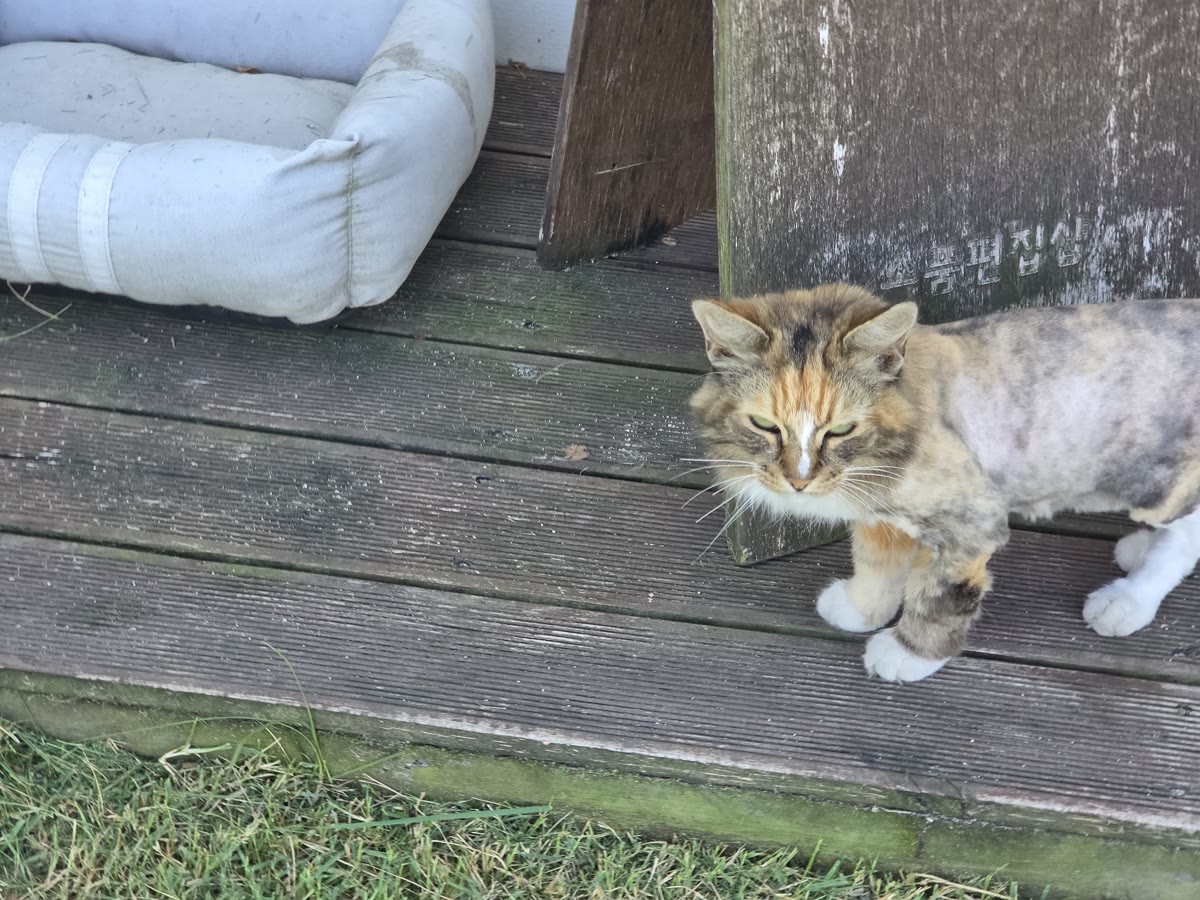 올망 애월 고양이