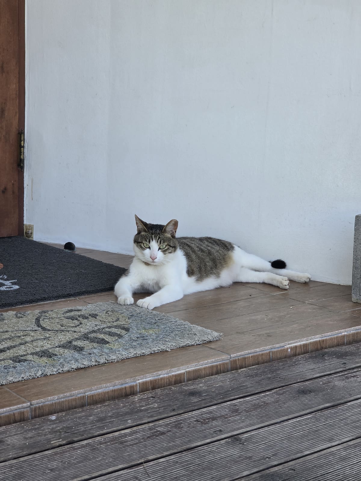 올망 애월 고양이