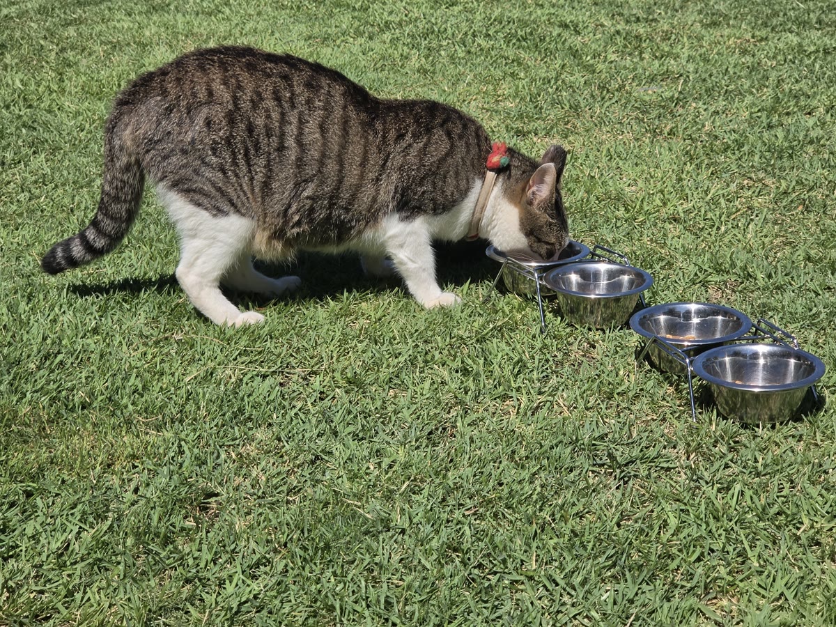 올망 애월 고양이